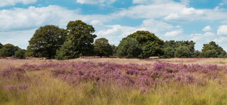 Dutch landscape with beautiful blooming heather and oak trees in summer