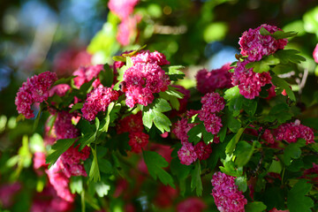 Crataegus laevigata, the Midland hawthorn, English hawthorn