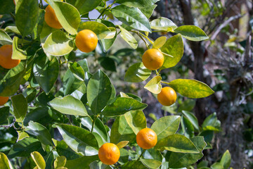 orange tree with fruits