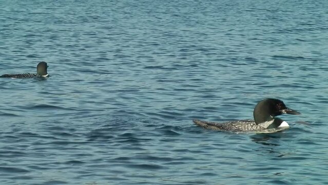 common loon adult and young in the water, North America
North America wildlife, 2022
