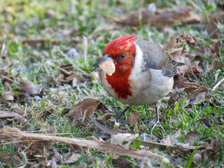 Cardenal comiendo