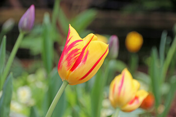 Tulips flowering in Spring	