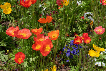 Yellow, orange and red poppies in a field or garden