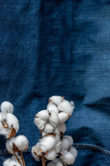 Cotton branch on a colored background as an element for design. Copy space.