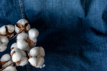 Cotton branch on a colored background as an element for design. Copy space.