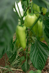 Green peppers and twigs grow in a greenhouse