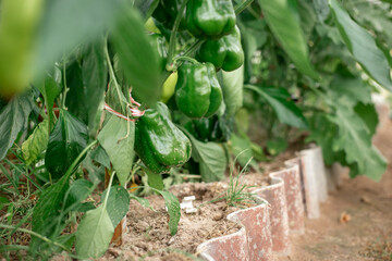 Green peppers and twigs grow in a greenhouse