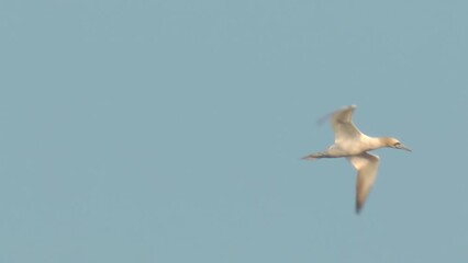 Northern gannet fast diving for fishing
The northern gannet (Morus bassanus) is a seabird, the largest species of the gannet family, north America, 2022
