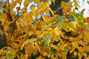 Autumn leaves close up in the forest. Autumn background.