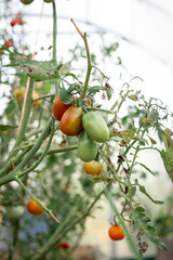 Tomatoes ripen on branches in a greenhouse