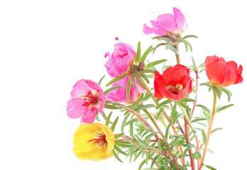 Obraz na płótnie Canvas Colorful flowers of moss rose purslane isolated on white background