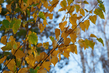 Autumn leaves close up in the forest. Autumn background.