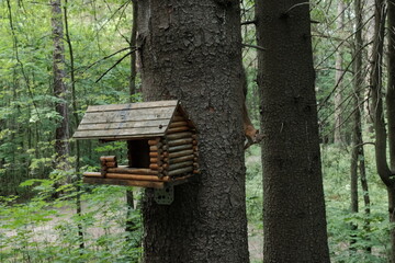Squirrels in Aspen Grove Park, north of St. Petersburg, August 2022