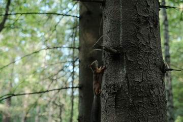 Squirrels in Aspen Grove Park, north of St. Petersburg, August 2022