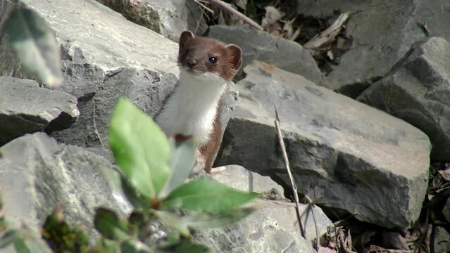 long tailed weasel behind Rocks sniffing, medium shot
North America wildlife and nature, 2022
