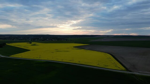 rapeseed blooming field, shooting from a drone