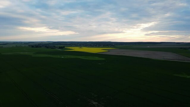 rapeseed blooming field, shooting from a drone