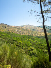 View over the pine trees forest in PR10 SEI walking route in Serra da Estrela, Portugal