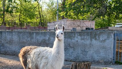 Obraz premium Funny alpaca in the zoo