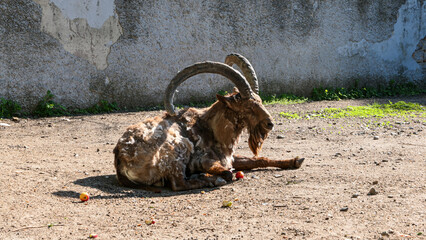 Cute sheep and goats on the farm