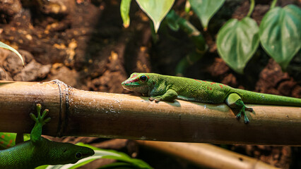 Lizard portrait in the zoo