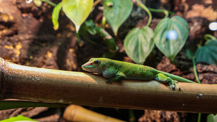 Lizard portrait in the zoo