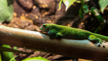 Lizard portrait in the zoo