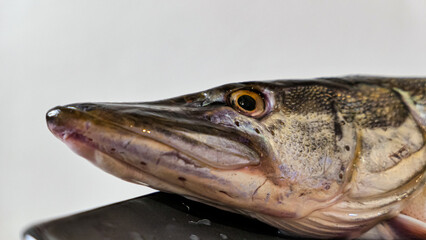The northern pike simply pike or luce Freshwater fish