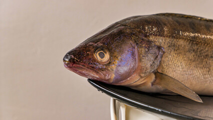 Zander river fish Freshwater Pike perch fish