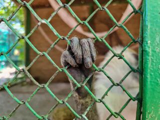 Close up monkey hand in steel cage