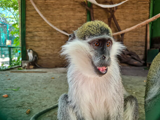 Monkey portrait in the zoo