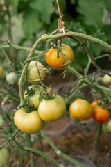 Obraz premium Tomatoes ripen on branches in a greenhouse