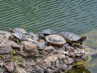 Obraz premium Turtles resting on rocks in the park