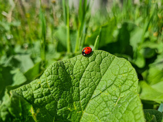 Ladybug on a green leaf in the park