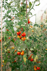 Tomatoes on the branches grow in the garden