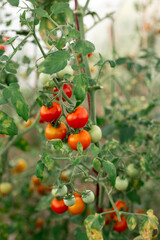 Tomatoes on the branches grow in the garden