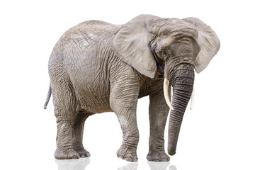 Fototapeta premium Walking elephant isolated on white. African elephant isolated on a uniform white background. Photo of an elephant close-up, side view.