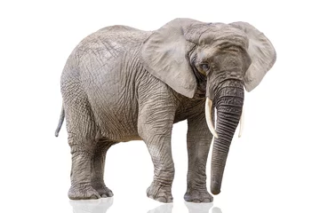 Poster Lopende olifant geïsoleerd op wit. Afrikaanse olifant geïsoleerd op een uniforme witte achtergrond. Foto van een olifant close-up, zijaanzicht. © SERSOLL