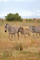 Fototapeta na wymiar Zebra Family