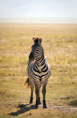 Naklejka premium Zebra