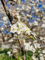 Beautiful sakura flowers