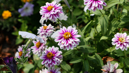 Fototapeta premium A beautiful daysies flowers outdoors