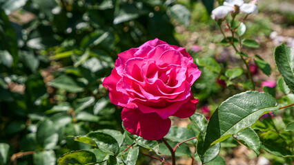 A beautiful rose flowers outdoors