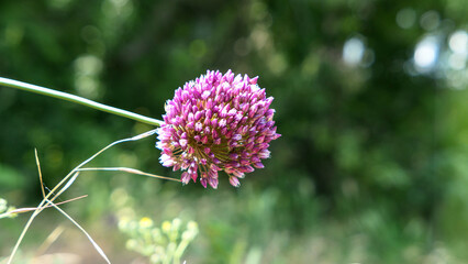 Beautiful flowers in the garden.