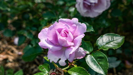 Obraz premium A beautiful rose flowers outdoors