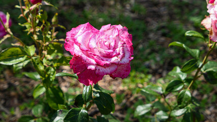 A beautiful rose flowers outdoors