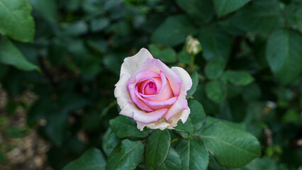 A beautiful rose flowers outdoors