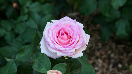 A beautiful rose flowers outdoors