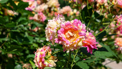 Obraz premium A beautiful rose flowers outdoors