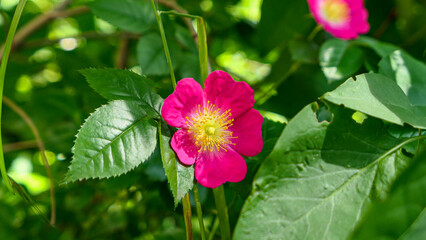 A beautiful rose flowers outdoors